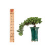 Juniperus Sonare - B5405