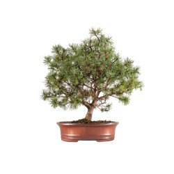 Pinus mugho - B5406