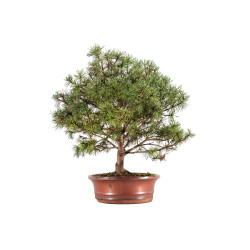 Pinus mugho - B5406