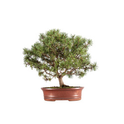 Pinus mugho - B5406