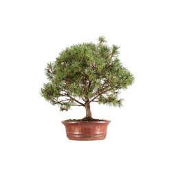 Pinus mugho - B5406