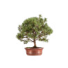 Pinus mugho - B5406