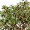 Pinus mugho - B5406