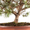Pinus mugho - B5406