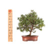 Pinus mugho - B5406