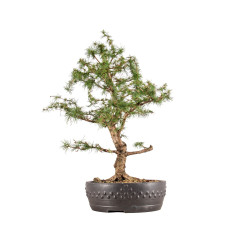 Larix decidua - B5410