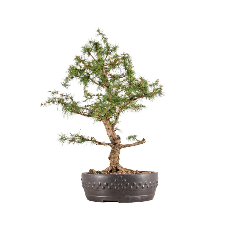Larix decidua - B5410