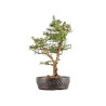 Larix decidua - B5410