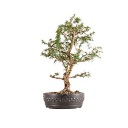 Larix decidua - B5410