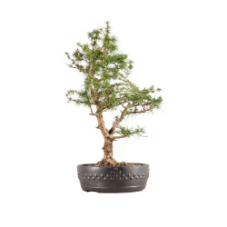 Larix decidua - B5410