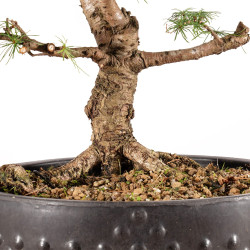 Larix decidua - B5410