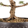 Larix decidua - B5410