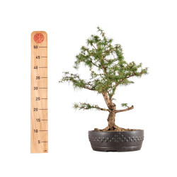 Larix decidua - B5410