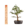 Larix decidua - B5410