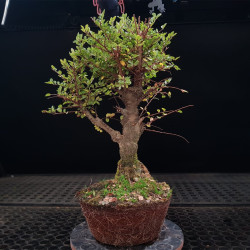 Ulmus Hokkaido  - Sin Maceta -