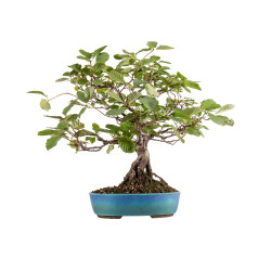 Alnus glutinosa - B5412