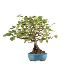 Alnus glutinosa - B5412