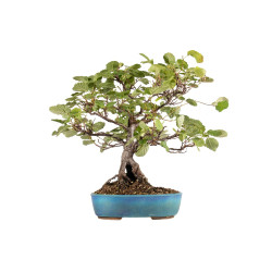 Alnus glutinosa - B5412