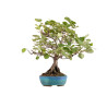 Alnus glutinosa - B5412