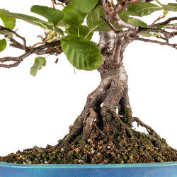 Alnus glutinosa - B5412