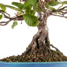 Alnus glutinosa - B5412