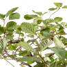 Alnus glutinosa - B5412