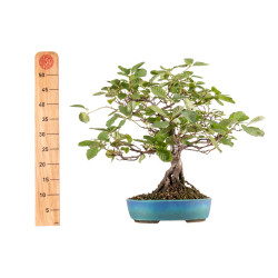 Alnus glutinosa - B5412
