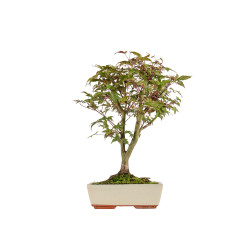 Acer palmatum deshojo - B5415