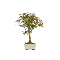 Acer palmatum deshojo - B5415