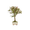 Acer palmatum deshojo - B5415