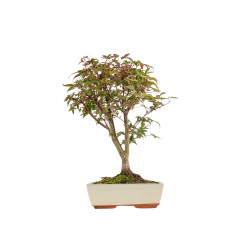 Acer palmatum deshojo - B5415