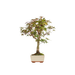 Acer palmatum deshojo - B5415