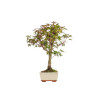 Acer palmatum deshojo - B5415