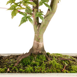 Acer palmatum deshojo - B5415