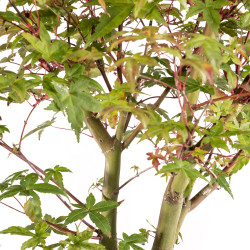 Acer palmatum deshojo - B5415