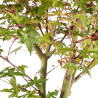 Acer palmatum deshojo - B5415