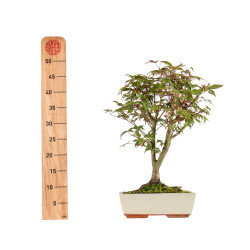 Acer palmatum deshojo - B5415