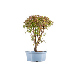 Acer palmatum - B5417