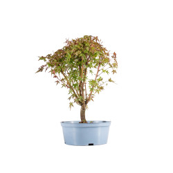 Acer palmatum - B5417