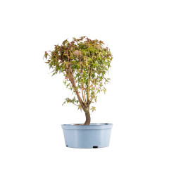 Acer palmatum - B5417