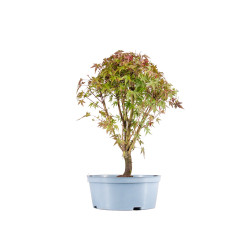 Acer palmatum - B5417