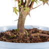 Acer palmatum - B5417