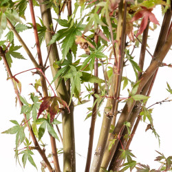Acer palmatum - B5417