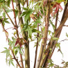 Acer palmatum - B5417