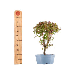 Acer palmatum - B5417