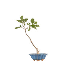 Quercus robur - B5418