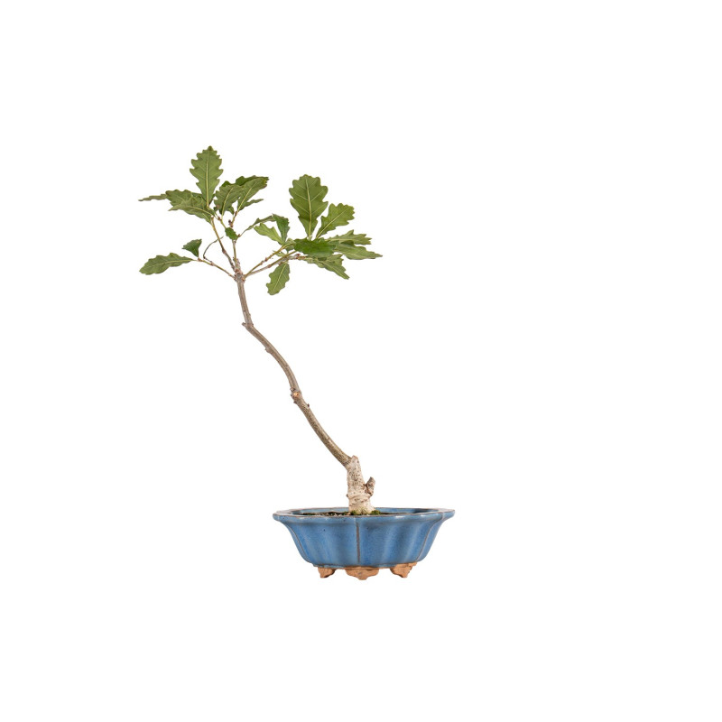Quercus robur - B5418