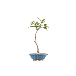 Quercus robur - B5418