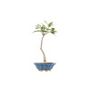 Quercus robur - B5418