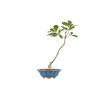 Quercus robur - B5418